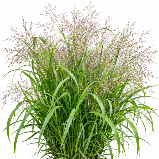 Kærlighedsgræs `Elegant Lovegrass`