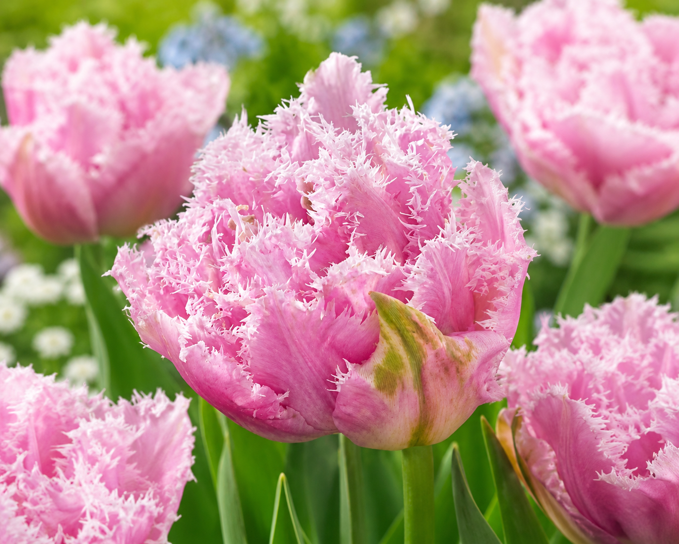 Tulipan - Cairns