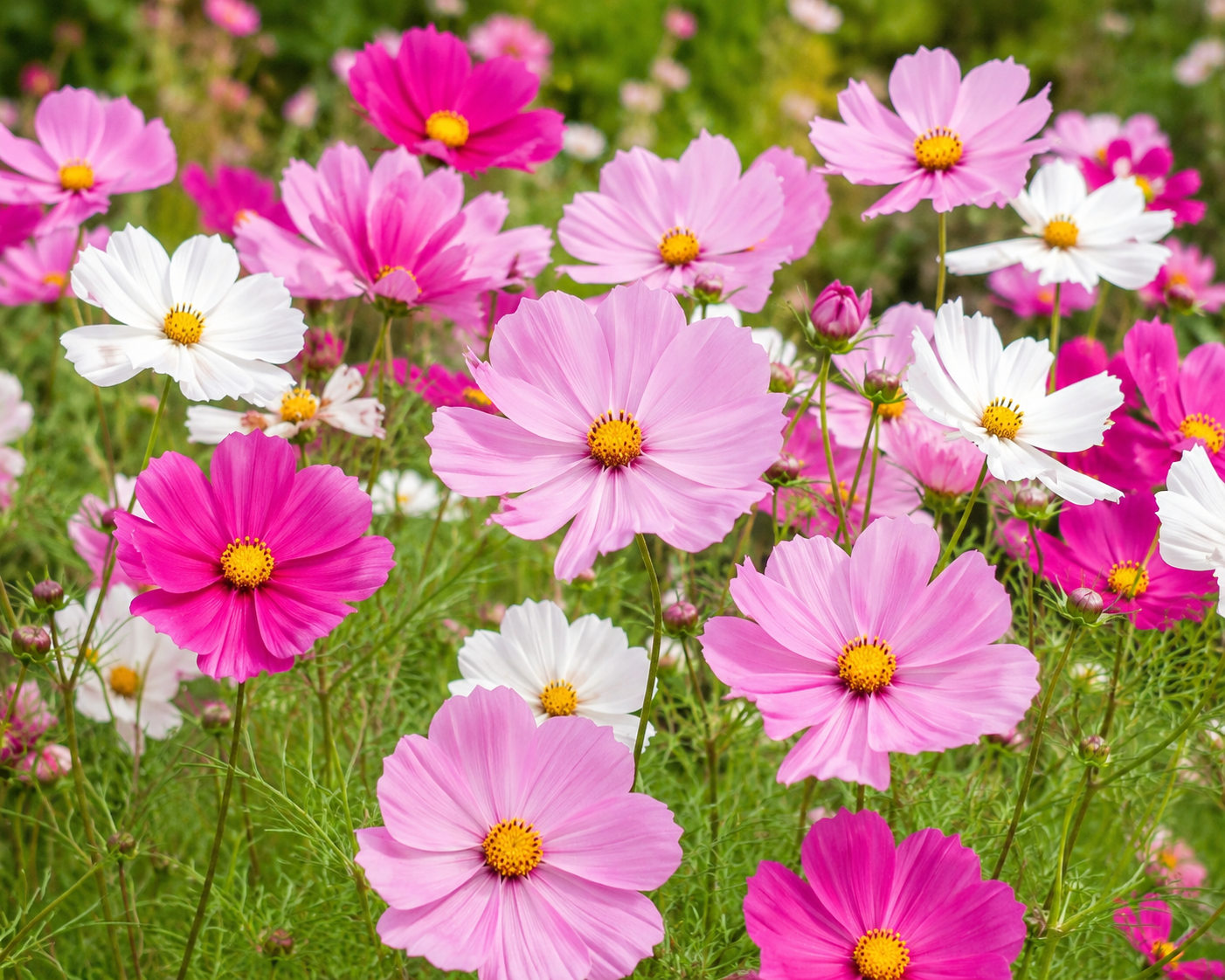 Early summer - Cosmos