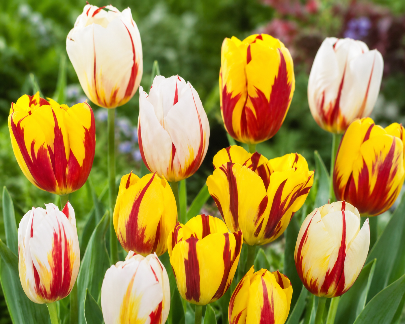 Tulipan Mix - Rembrandt blandet