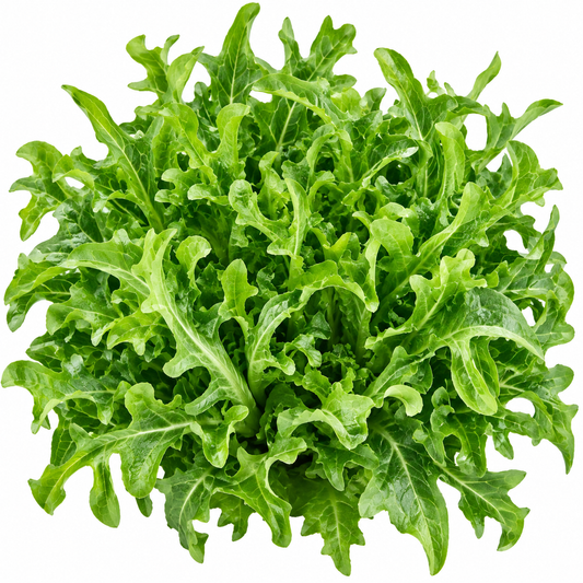 Salat `Radichetta`