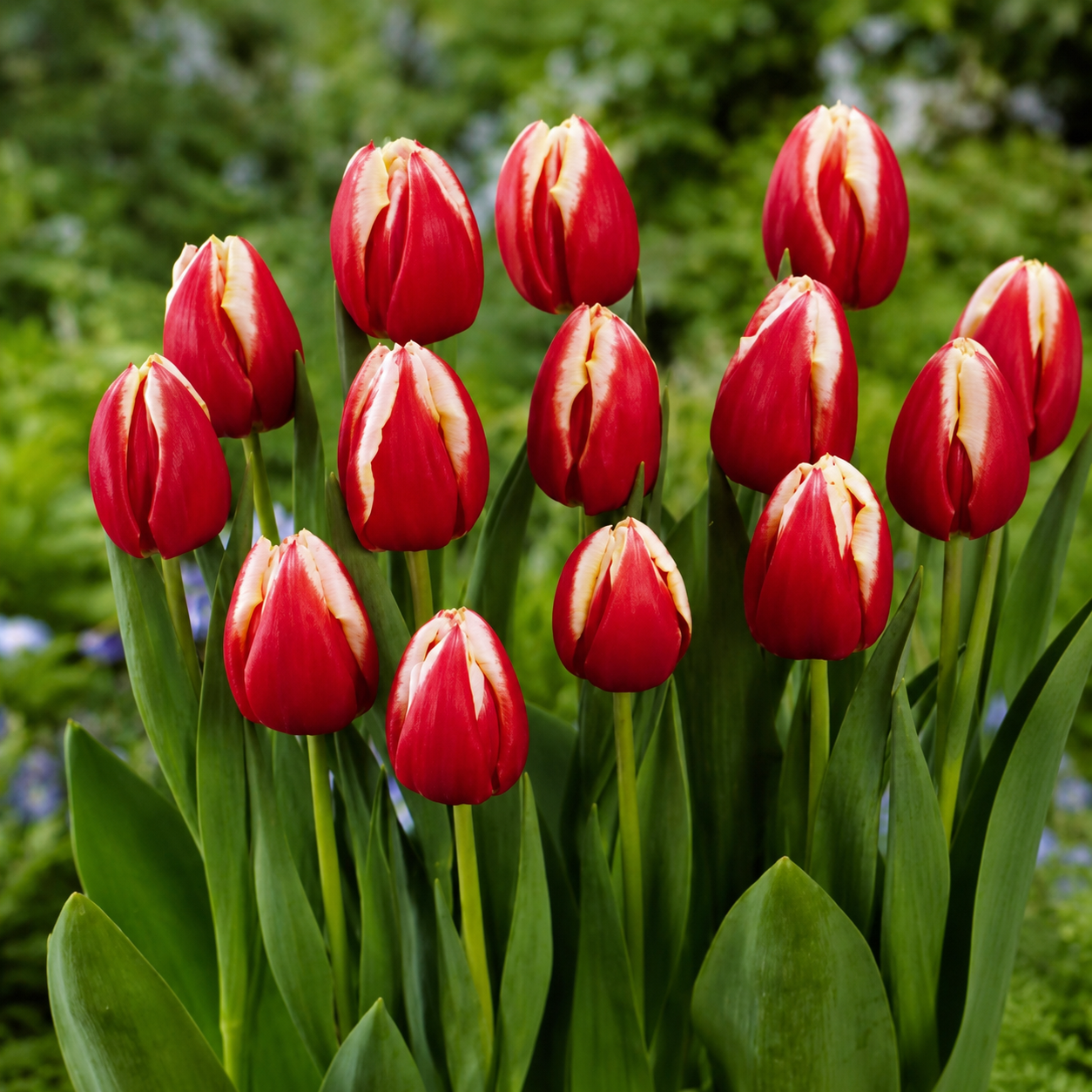 Tulipan ´Leen van der Mark´
