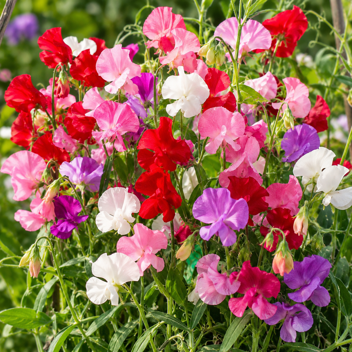 Lathyrus odoratus 'Bijou'