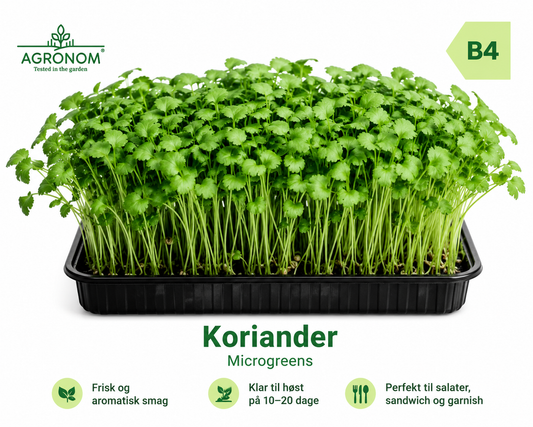 Koriander Mikrogrønt
