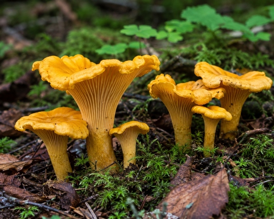 Kantarel Mycelium