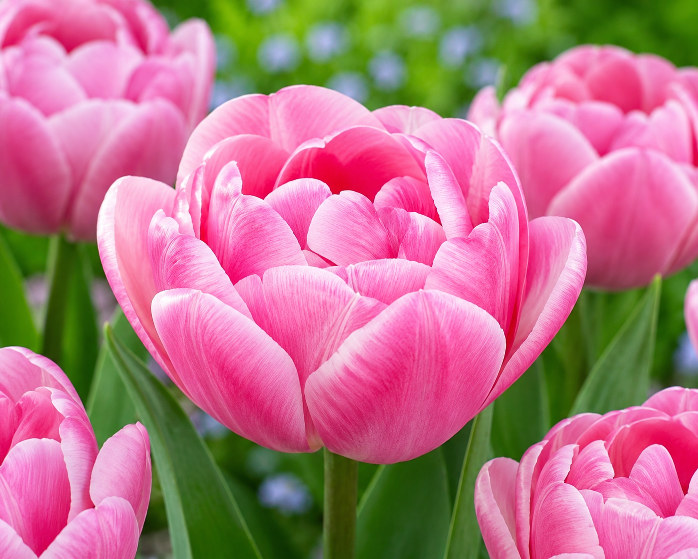 Tulipan - Upstar