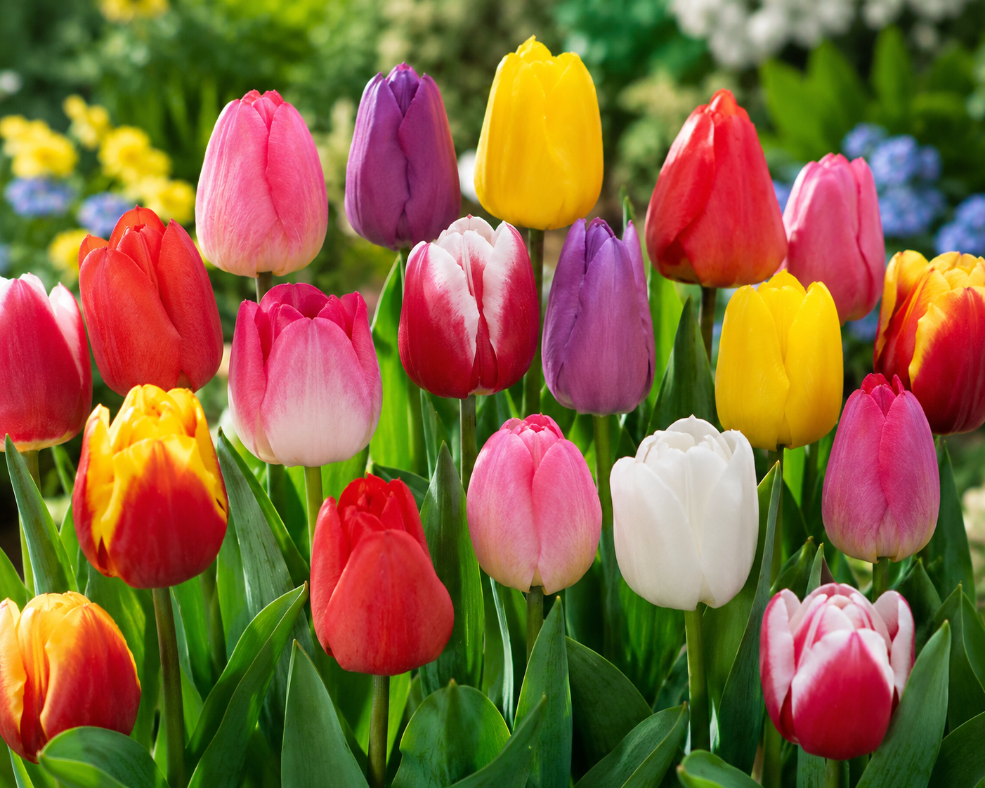 Tulipanmix