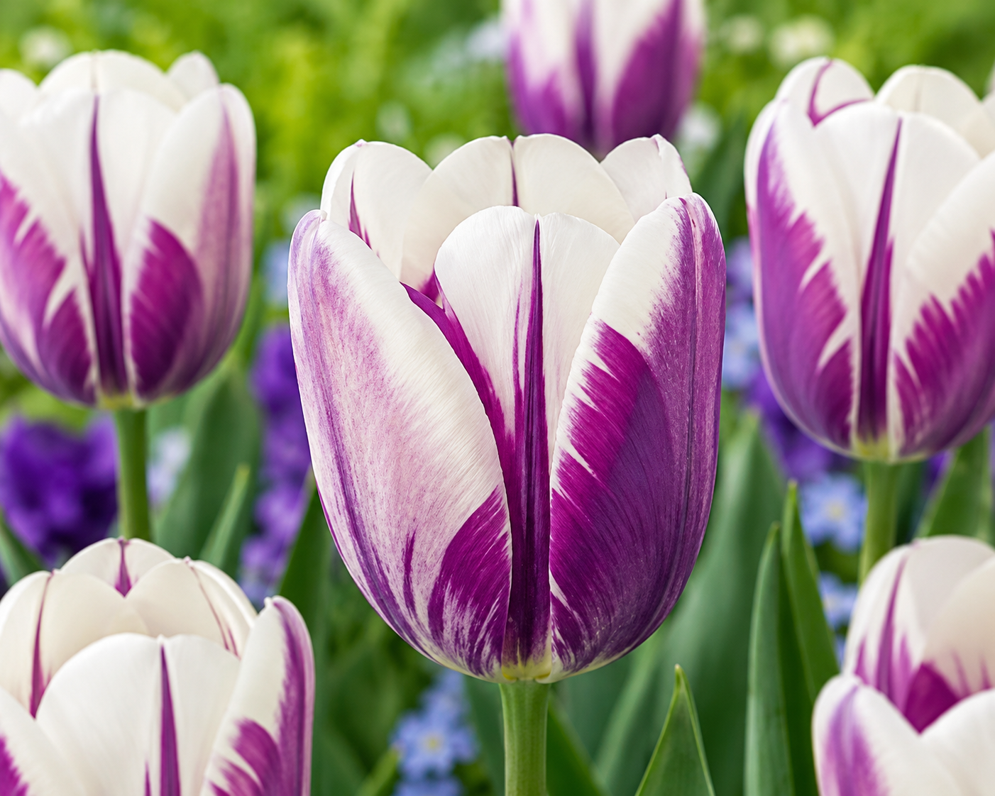 Tulipan - Flaming Flag