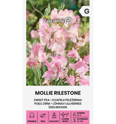 Ærteblomst 'MOLLIE RILESTONE'