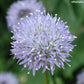 Jasione montana 'Purple Lights', Blåmunke