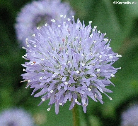 Jasione montana 'Purple Lights', Blåmunke