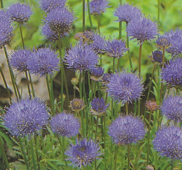 Jasione montana 'Purple Lights', Blåmunke