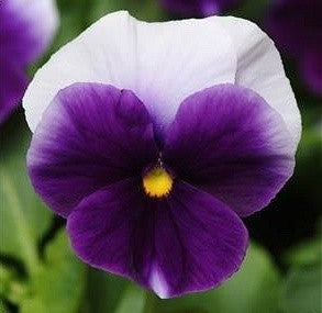 Viola x wittrockiana 'Beaconsfield', Stedmoder