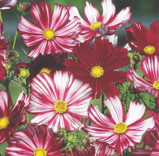 Stolte kavalerer - 'Velouette'