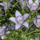 Nigella bucharica 'Blue Stars'