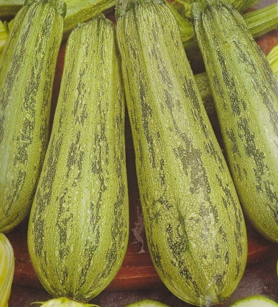 Squash/Courgette 'Nimba'