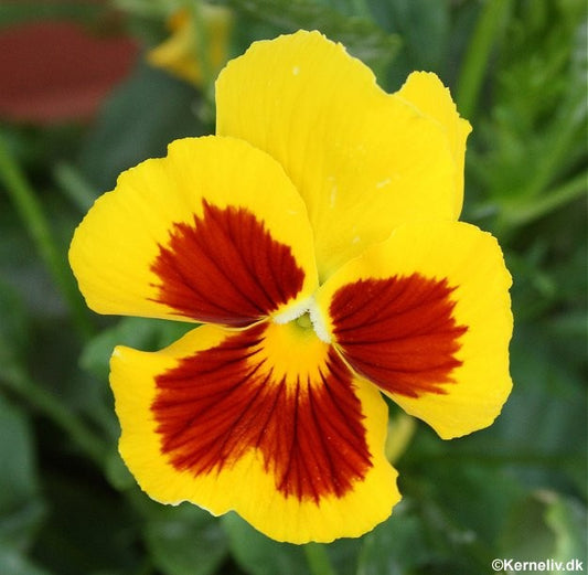 Viola x wittrockiana 'Yellow Red Eye', Stedmoder
