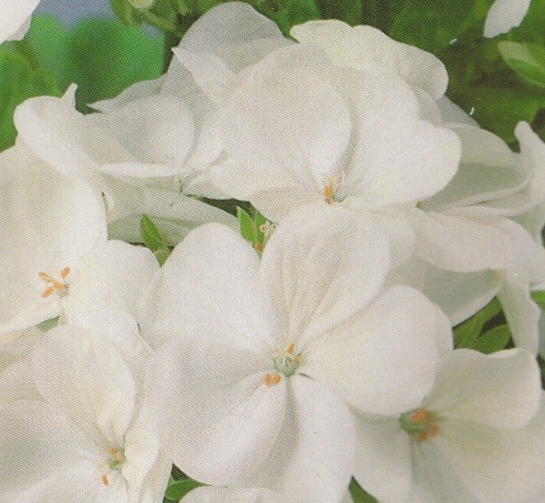 Pelargonium x hortorum 'White F1', Pelargonie