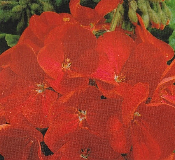 Pelargonium x hortorum 'Red F1', Pelargonie