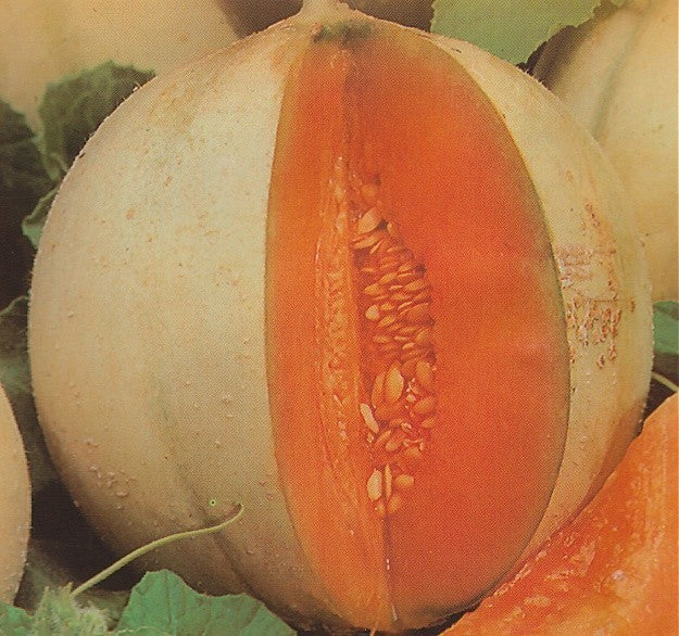 Cantaloupe Melon Charentais