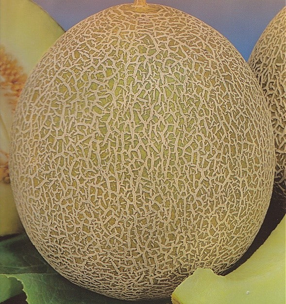 Melon 'Galia', EMIR H.