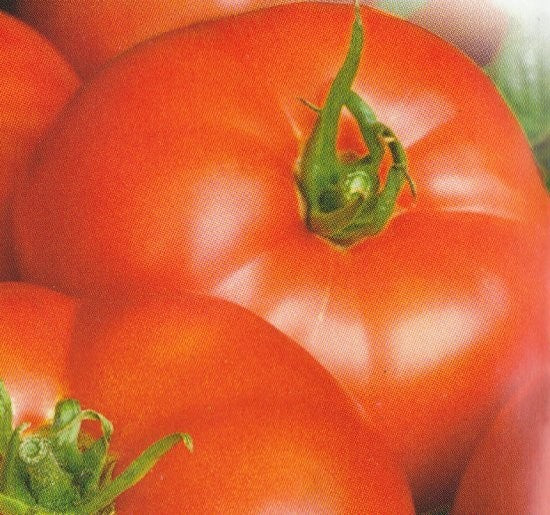 Tomat 'Pantano Romanesco', Økologisk