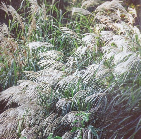 Miscanthus sinenis 'Early Hybrids', Kinesisk elefantgræs