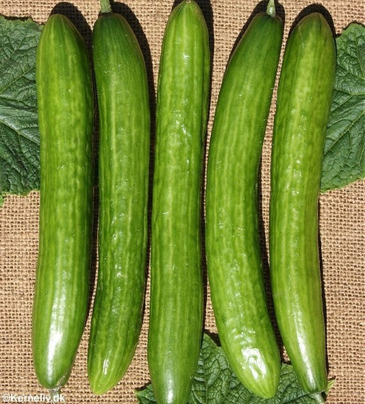 Frilandsagurk 'Telegraph improved'