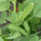 Aspargesært, Tetragonolobus purpureus