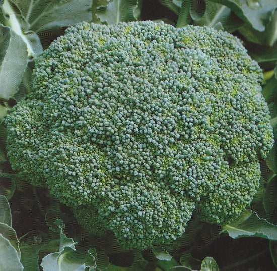 Broccoli 'Lucky F1'