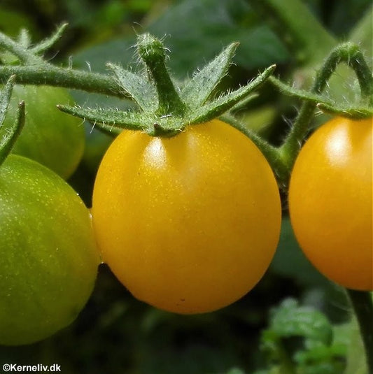 Galapagos tomat - Lycopersicon cheesemanii