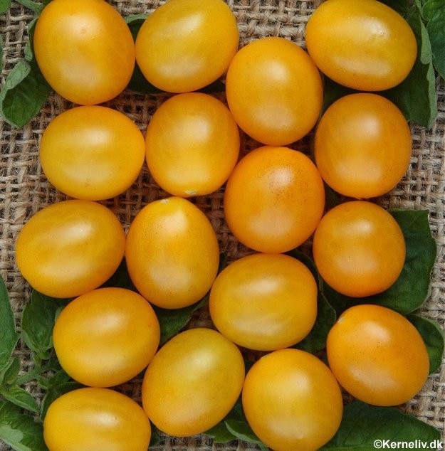 Galapagos tomat - Lycopersicon cheesemanii
