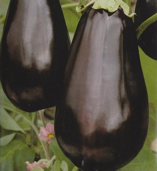 Aubergine 'Black Beauty', Økologisk