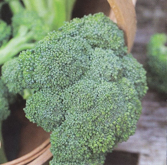 Broccoli 'Calabrese Natalino', Økologisk