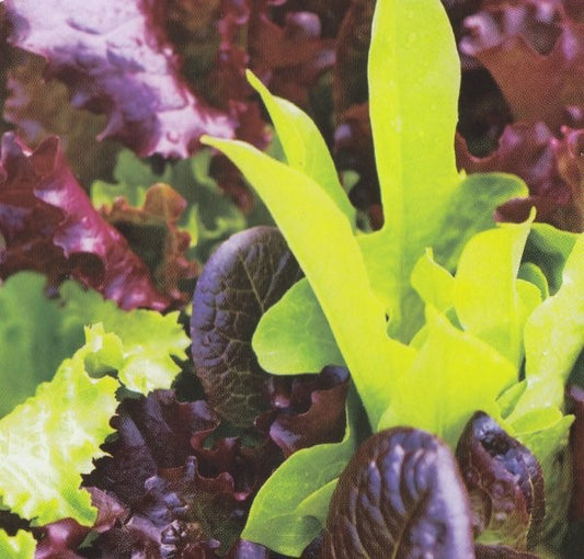 Salatblanding 'Baby Leaf mix'