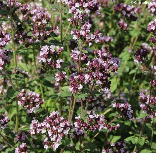 Oregano, Økologisk