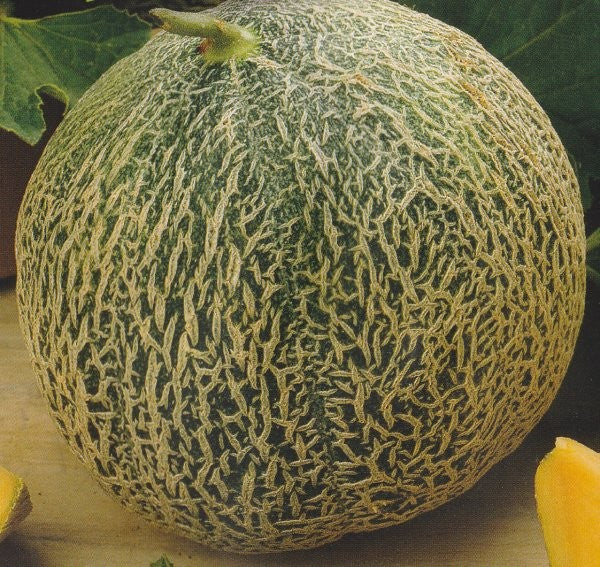 Melon 'Retato Degli Ortolani', Økologisk