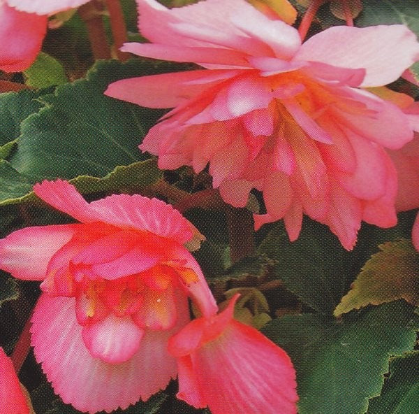 Begonia x tuberhybrida 'Chanson Bicolour Pink and White F1', Knoldbegonie