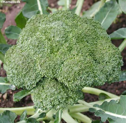 Broccoli 'Cezar'