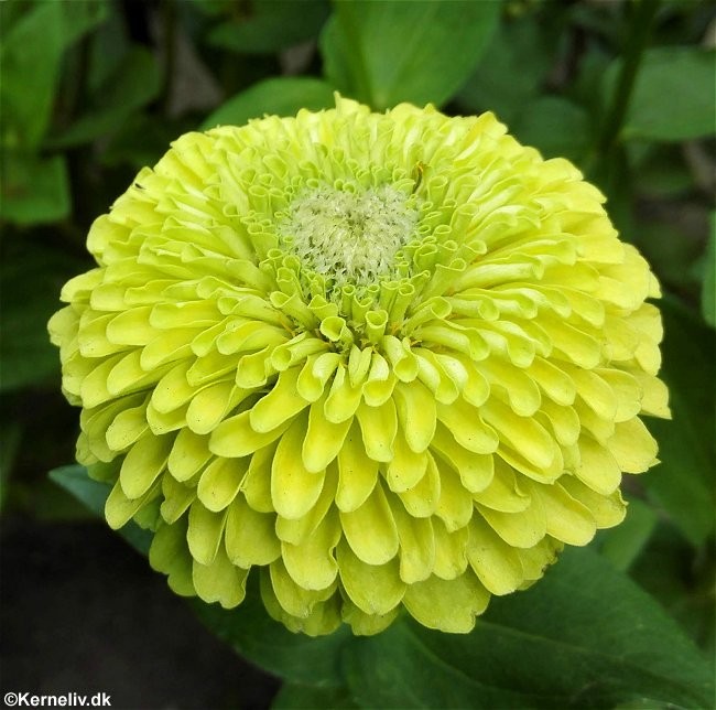 Zinnia elegans 'Queeny Red and Lime', Frøkenhat