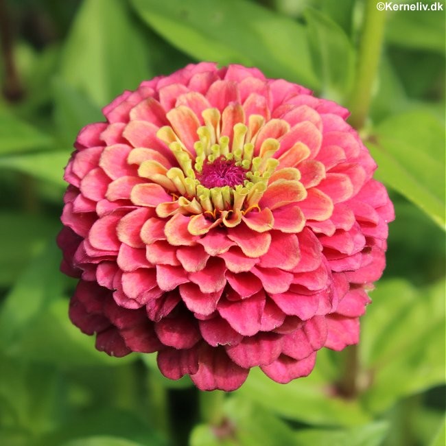 Zinnia elegans 'Queeny Red and Lime', Frøkenhat