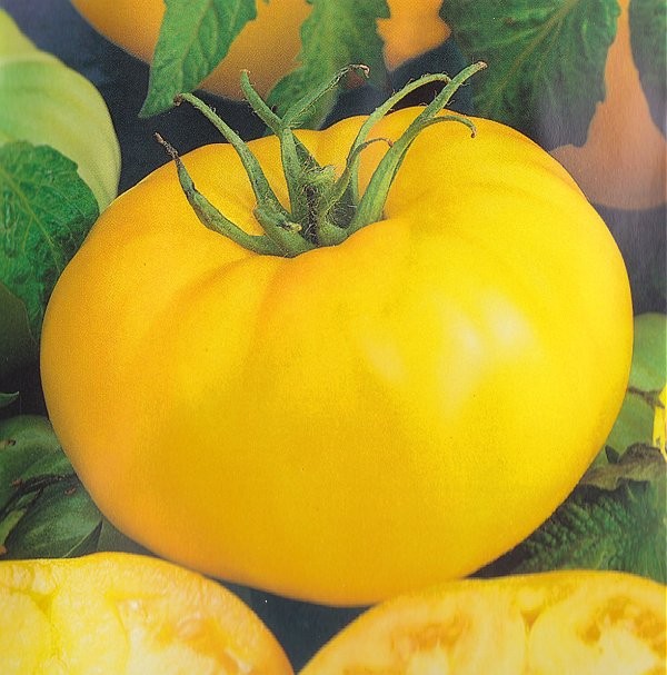 Tomat 'Brandywine Yellow' Kerneliv.dk