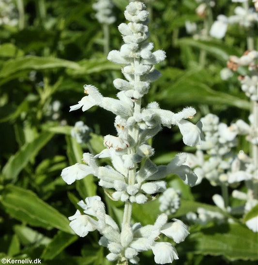 Salvia farinacea 'Victoria White', Texas-salvie