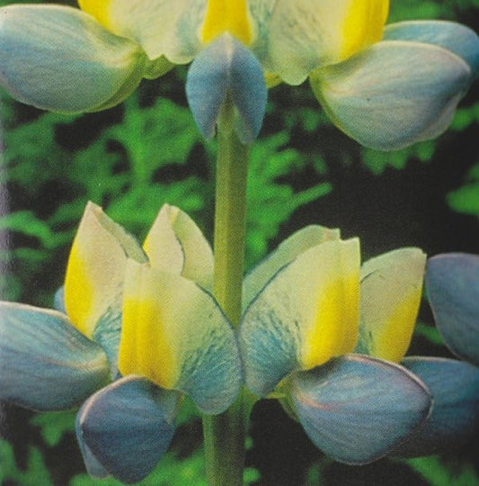 Lupinus cruickshankii 'Sunrise', Duftlupin