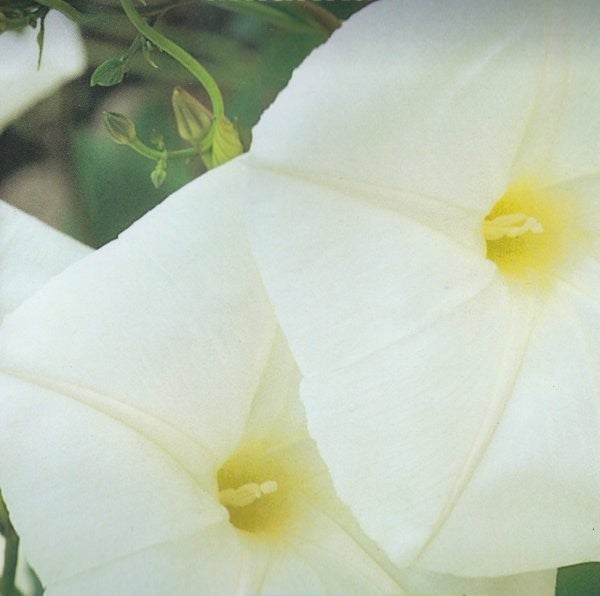 Ipomoea alba noctiflora, Pragtsnerle