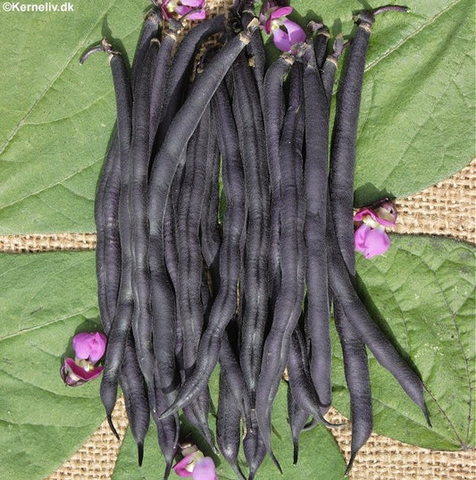 Buskbønne 'Purple Teepee'