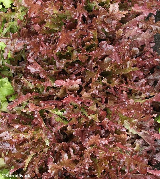 Pluksalat 'Red salad bowl', Økologisk