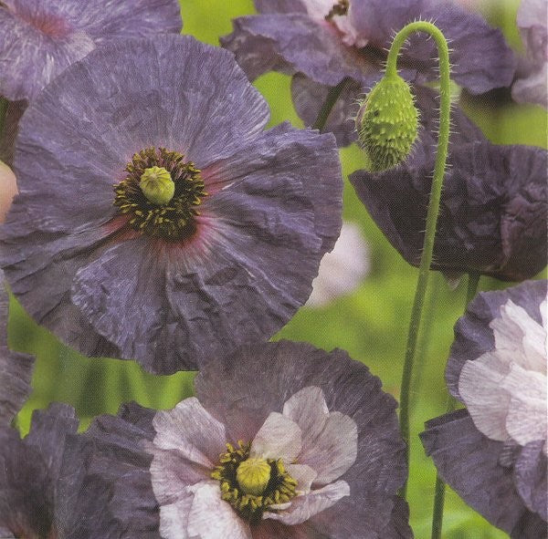 Papaver rhoeas 'Amazing Grey', Kornvalmue