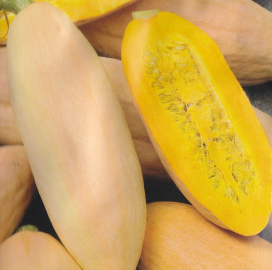 Vintersquash 'Pink Banana Jumbo'