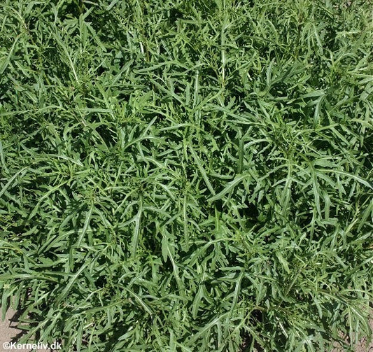 Vild Rucola, Diplotaxis tenuifolia